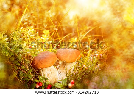 Fall, autumn, leaves background. Mushrooms and berries in the forest, woods  with autumn leaves on a blurred background. Landscape in autumn season