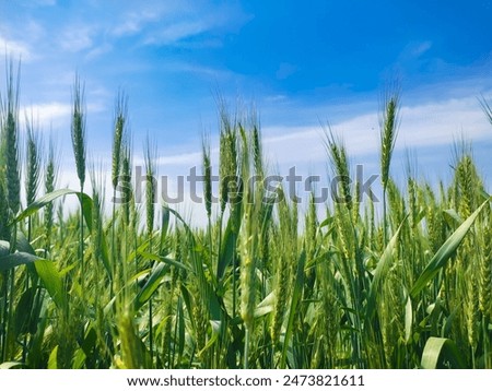 Similar – Image, Stock Photo Field of green wheat in Italy, near Pesaro and Urbino, in the region Marche of Italy. Close up of the ears with detail of the grains