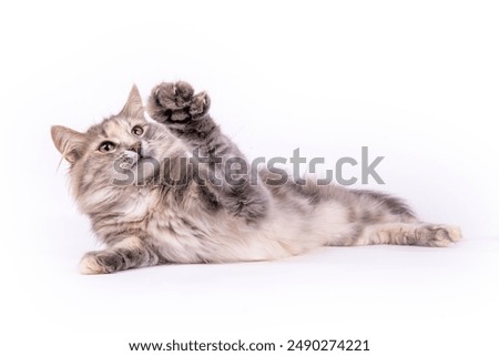 Similar – Image, Stock Photo Cat lies in the arms of a woman in the home office