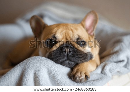 Image, Stock Photo cute brown french bulldog sitting on the bed at home and looking at the camera. Funny dog listening to music on white headset. Pets indoors and lifestyle. Technology and music