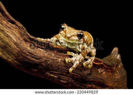 Mission golden-eyed tree frog or Amazon milk frog (Trachycephalus resinifictrix) close up. An arboreal frog which lives in the Amazonian rainforest