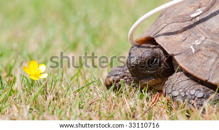 Tortoise recovering from surgery with an oesaphageal feeding tube