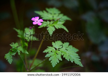 Similar – Image, Stock Photo Geranium robertianum macro with natural background Pink and white five-petal flower. Copy space with unfocused background.