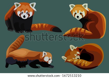 Giant Panda Red Panda Bear Drawing Black And White Red Panda Clipart Stunning Free Transparent Png Clipart Images Free Download