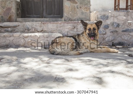 Dog resting by the shadow