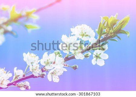 Plum blossom. Sweet flower blurred style for soft background