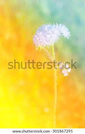 Cornflower. Sweet flower blurred style for soft background.