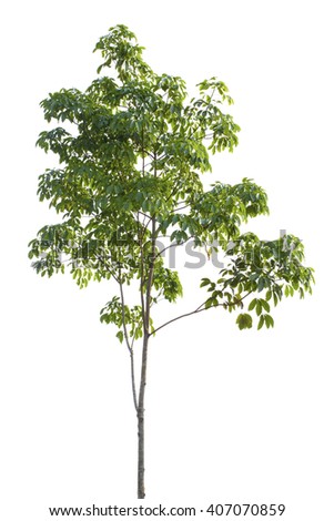 Tree Isolated On White Background Stock Photo 407070859 : Shutterstock