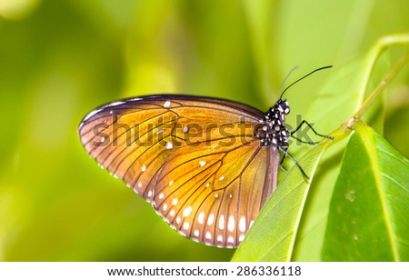 butterfly sitting on green leave macro