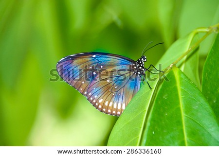butterfly sitting on green leave macro