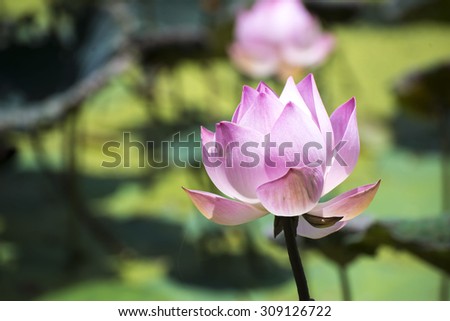 Lotus in the lotus pond