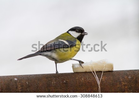 Hungry great tit in a cold winter day. The fat is a favorite treat for these birds.