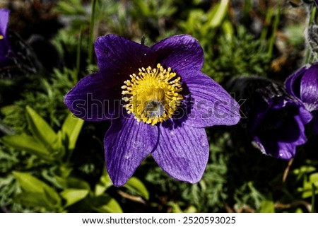 Similar – Image, Stock Photo purple flower with five petals on branch. Some unknown flower in forest in Latvia. grey blurred background.