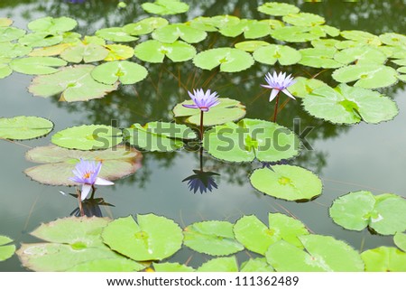 Lotus in the lotus pond plant in the garden. So beautiful.