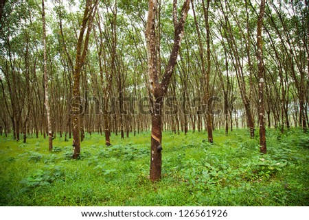 Rubber tree plantation rubber trees were planted in rows in garden.