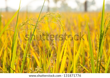 Rice in the rice fields. Awaiting harvest. Cooked rice harvest.