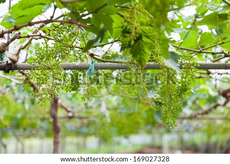small vineyard grape vines growing in cultivated land.