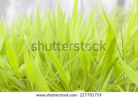 Leaves of grass with dew drops on a blade of grass. In the morning, the cold weather