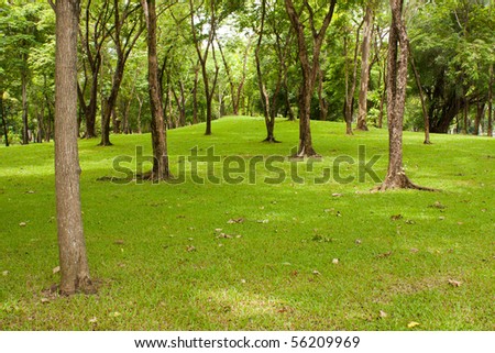 tree in the park, green grass in the park
