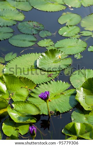 Lotus and lotus ponds. The lotus pond. There are a lot of lotus leaves. In the park.