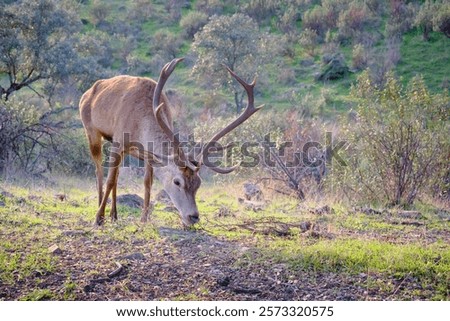 Image, Stock Photo Male deer grazing in forest near lake