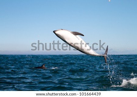 Dusky dolphin jumping high off the coast of Kaikoura, New Zealand
