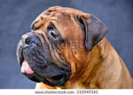 pure bred bullmastiff dog portrait close-up on dark background
