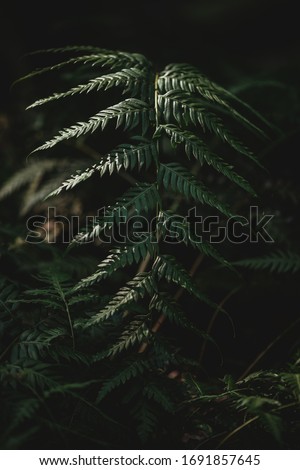 Selective focus of fern leaf isolated in dark background. Natural ferns pattern. Beautiful background made with young green fern leaves. Beautiful ferns leaves green foliage. Natural floral fern.