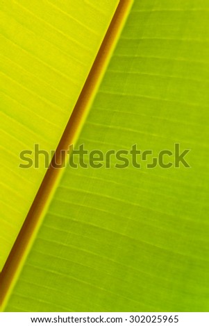 Close up of fresh banana leaf, banana leaf texture, for background
