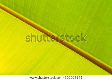 Close up of fresh banana leaf, banana leaf texture, for background