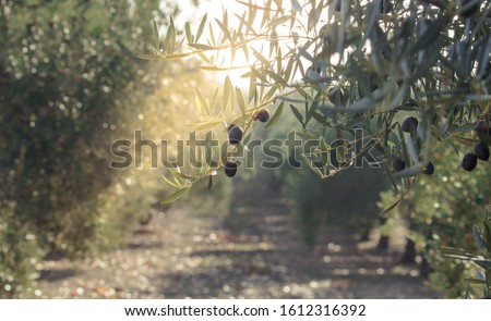 Olive oil trees full of olives. Landscape Harvest ready to made extra virgin olive oil. 