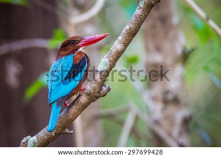 Colourfull Bird in forest