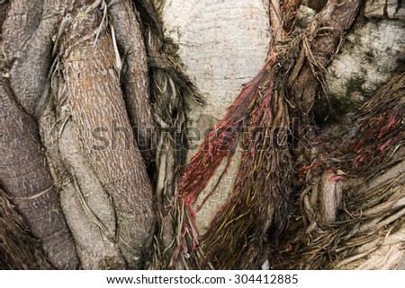 close up texture of root