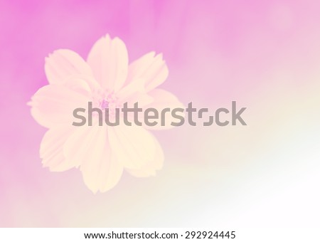 Cosmos flower, Blooming cosmos flowers in motion blur, with gragient filter effect