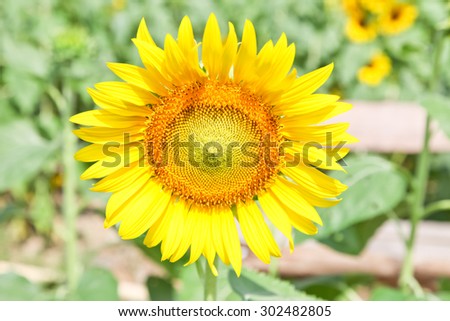 sun flower on sun flower field soft focus.,Sun Flower.