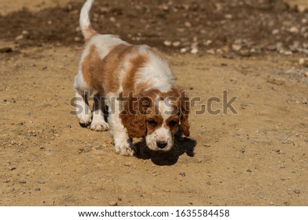 Shutterstock Puzzlepix