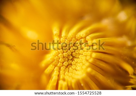 Similar – Image, Stock Photo Macro photo of a yellow pink chrysanthemum