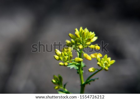 Yellow flower with smooth background       Photo stock © 