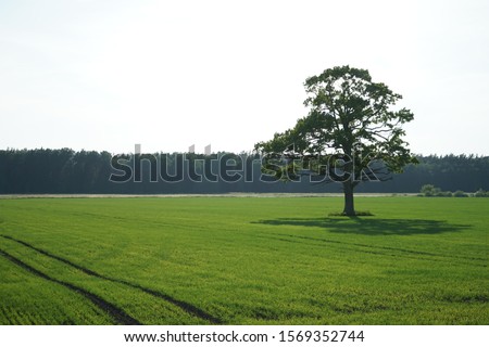 A Single Tree Standing Alone with Blue Sky and Grass. Foto stock © 