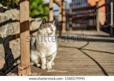 Similar – Foto Bild Straßenkatze in einem Dorf