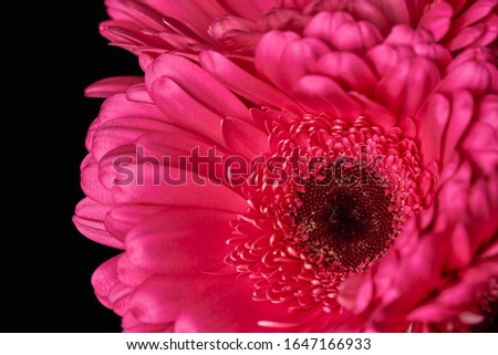 Similar – Foto Bild Gerbera Makro Natur