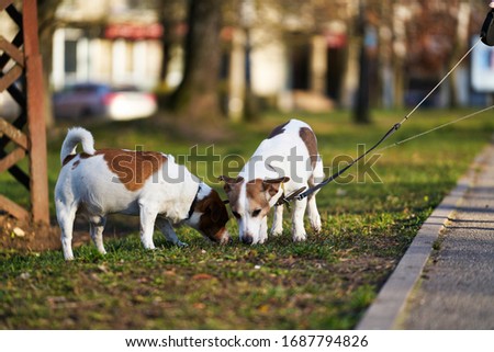 Similar – Image, Stock Photo cute small jack russell dog sitting outdoors in yellow flowers meadow background. Spring time, happy pets in nature