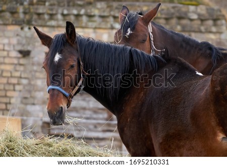 Similar – Image, Stock Photo Eye of brown horse detail