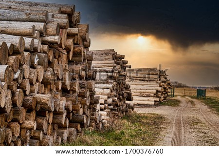 Rows of piled of logs , waiting to be processed, at a local rural lumber mill, made into lumber for construction. Stockfoto © 
