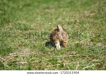 Puppy resting in the grass. Close up photo. Puppy walking away. View from behind. 商業照片 © 