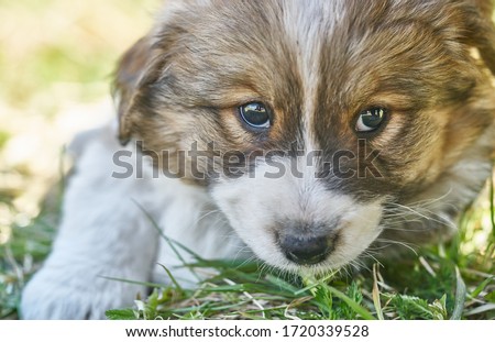 Puppy resting in the green grass. Close up photo. 商業照片 © 