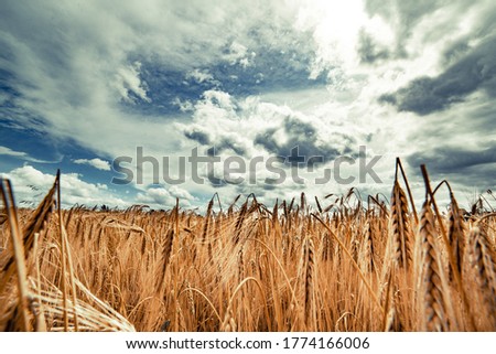 Beautiful landscape with field of ripe rye and blue summer sky. Foto stock © 