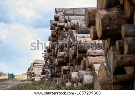 Rows of piled of logs , waiting to be processed, at a local rural lumber mill, made into lumber for construction. ストックフォト © 