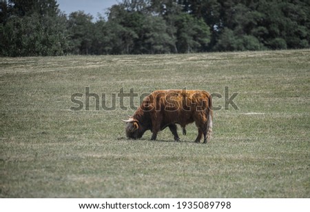 Cow in a green field Stock foto © 