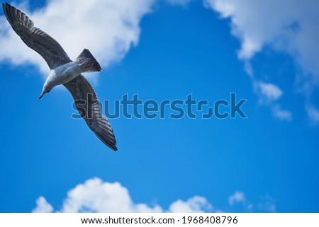 seagull flying high on the wind. flying gull. Seagull flying on beautiful blue sky and cloud. Stock foto © 